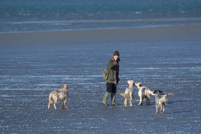 19: Dogs on the beach