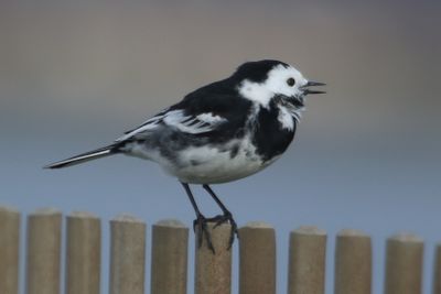 68: Pied Wagtail