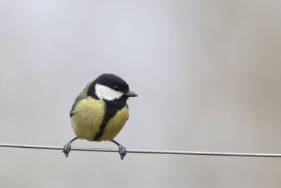 73: Bird on a Wire