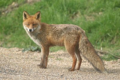 74: Red Fox