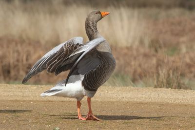 83: Greylag in the park