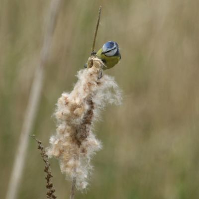 88: Blue Tit on reed