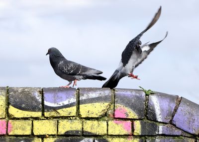 93: Pigeon Pair