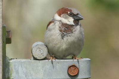 95: House Sparrow