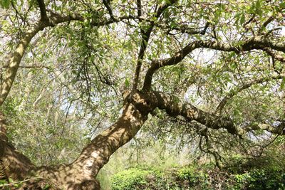 100: Springtime branches