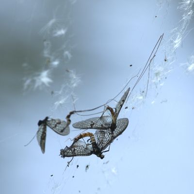 125: Trapped Mayflies