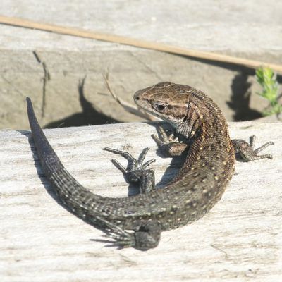 127: Lizard at rest