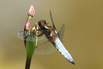 144: Broad bodied Chaser