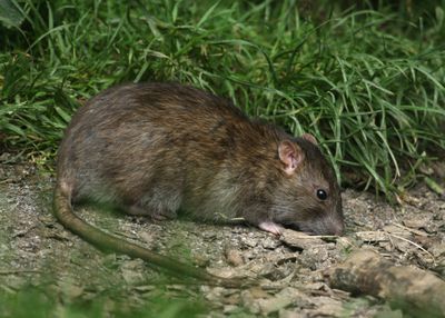145: Rat