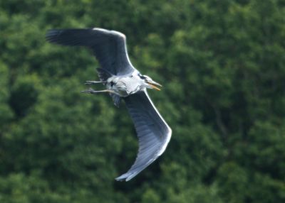 146: Heron in flight