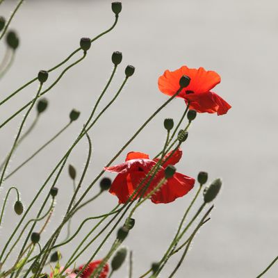 147: Poppies