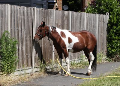 148: Horse, tied up