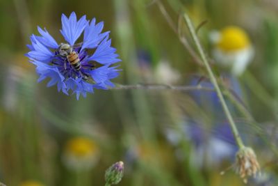 160: Cornflower
