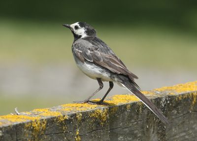 173: Grey Wagtail at Elmley