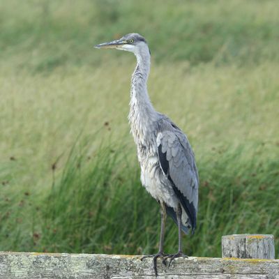 174: Grey Heron at Elmley