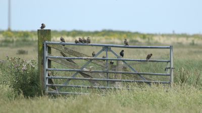 175: Starlings