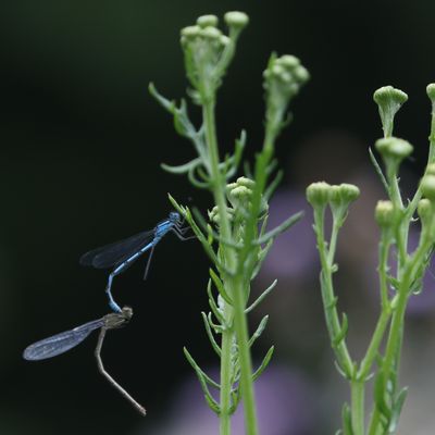 183: Nature's Way
