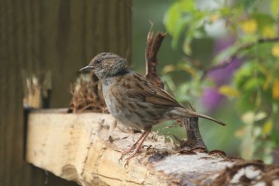 190: Dunnock at rest