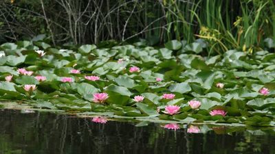 191: Pink Lillies