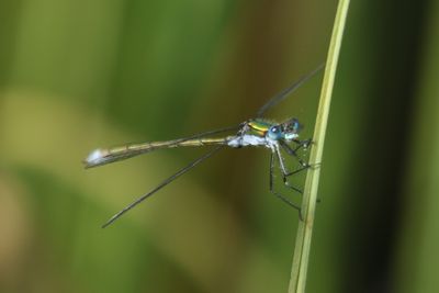 193: Willow Emerald