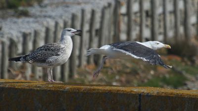 212: Gulls