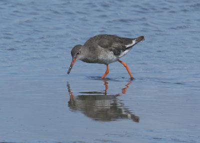 225: Redshank reflecting