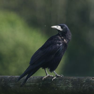 227: Rook