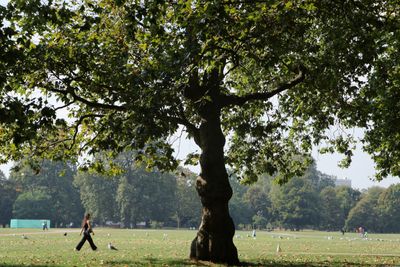 237: Tree in Hyde Park