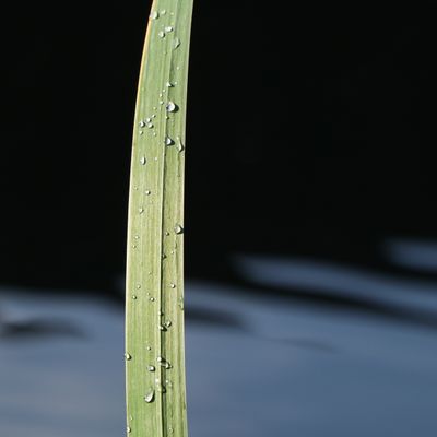 244: Raindrops