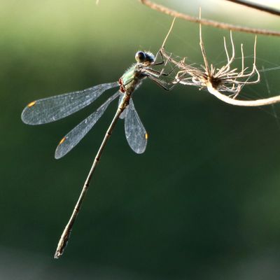 245: Willow Emerald at rest