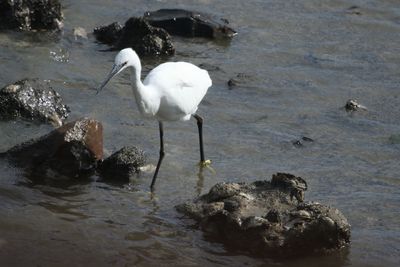 249: Little Egret