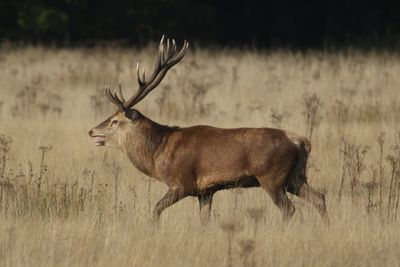 277: Stag on the Run