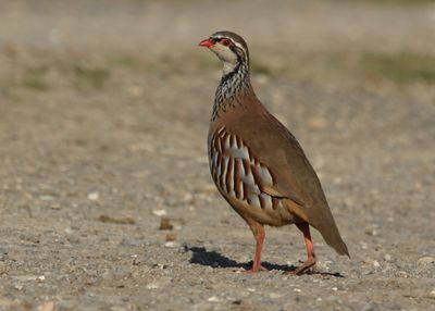 281: Red-legged Partridge