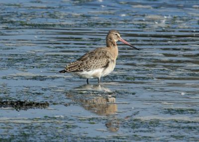 285: Black-tailed Godwit