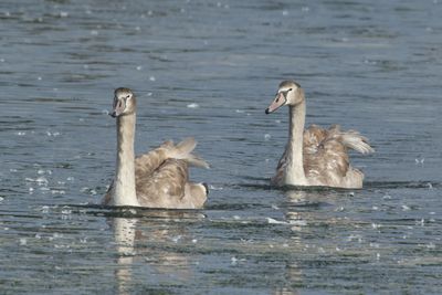 286: Cygnets