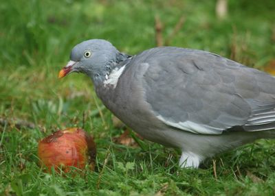 293: Woodpigeon and apple