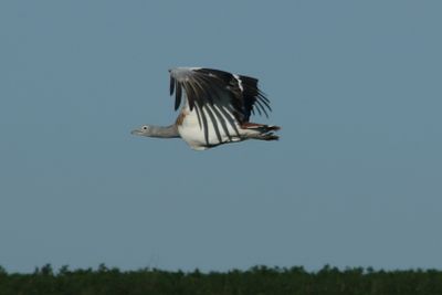 312: Great Bustard