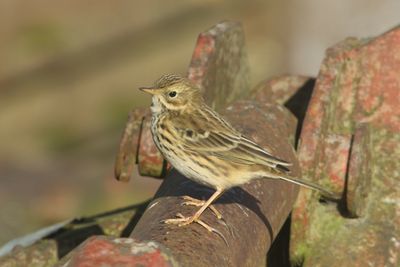 313: Meadow Pipit