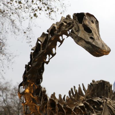 337: Fern the Diplodocus