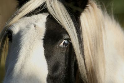 357: A Horse's Eye
