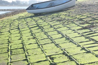 6: Algae takeover