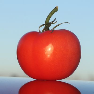 9: Red Tomato