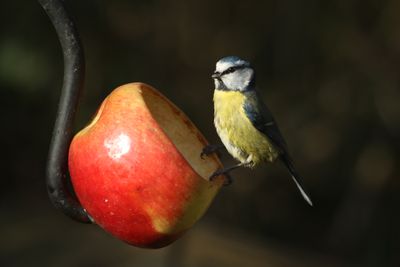 10: Blue Tit on the apple