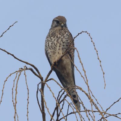 22: Kestrel