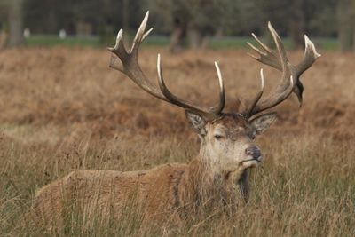 23: Stag