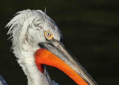 27: Dalmatian Pelican