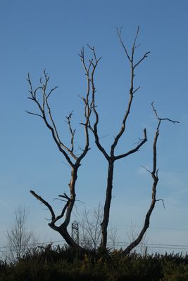 28: Bare branches