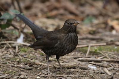  41: Female Blackbird 