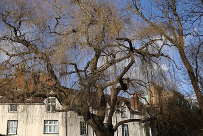44: Willow