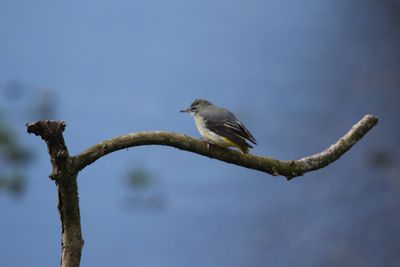 53: Grey Wagtail